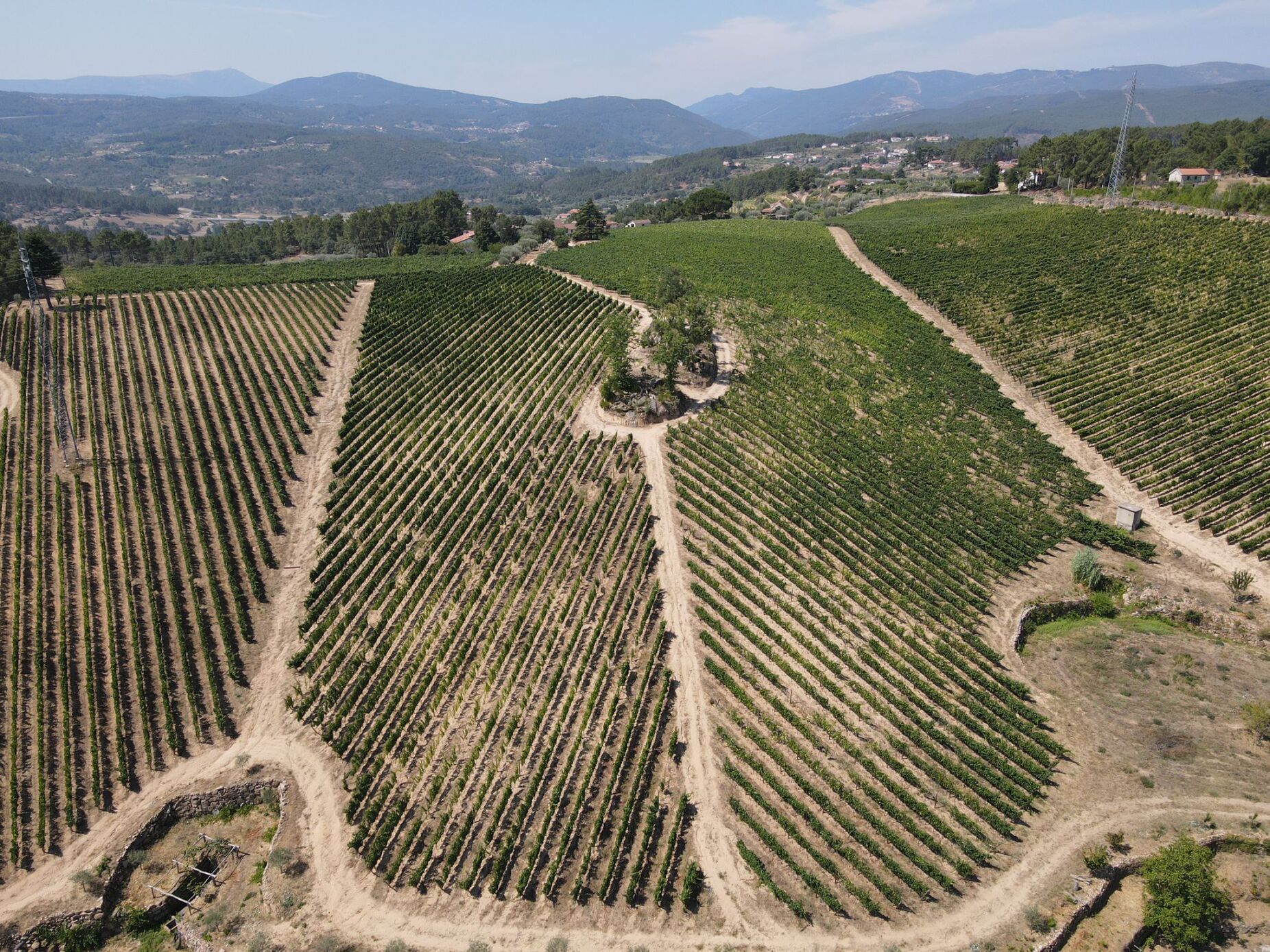 Vinhos de Trás-os-Montes em prova no Porto