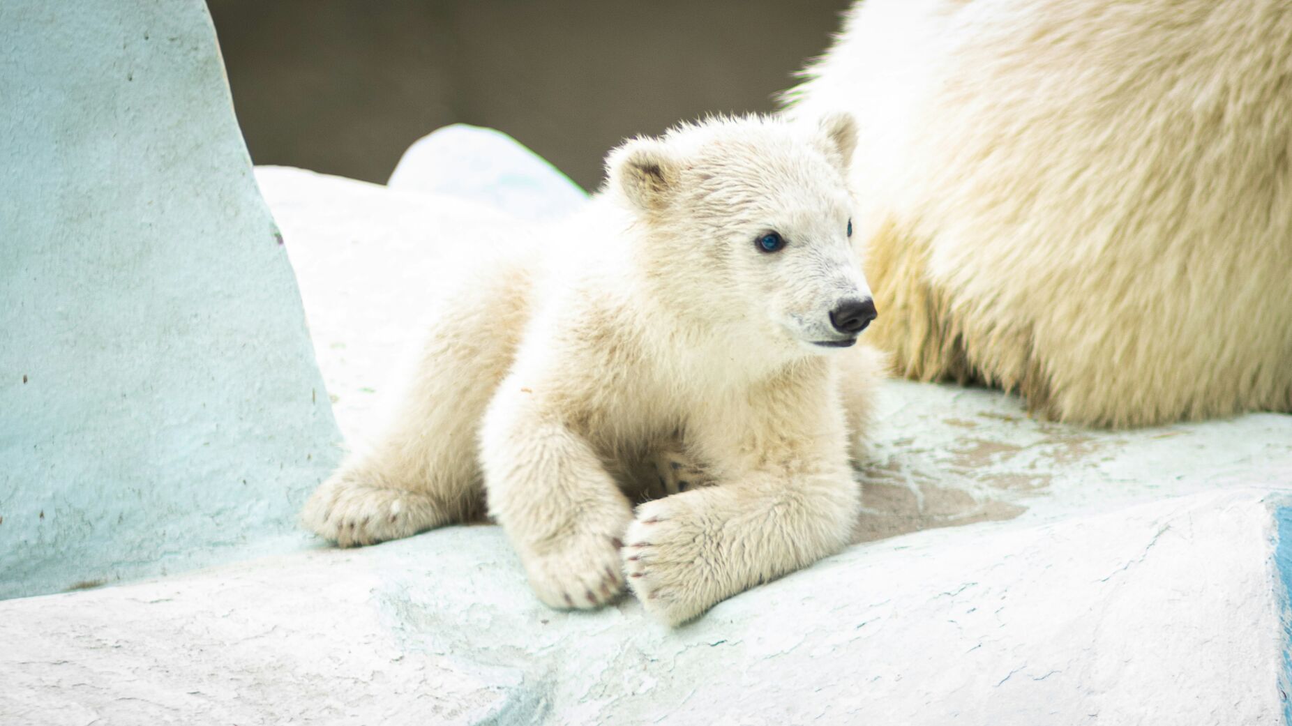 Urso polar: vídeo mostra nascimento de cria, estudo explica primeiros passos