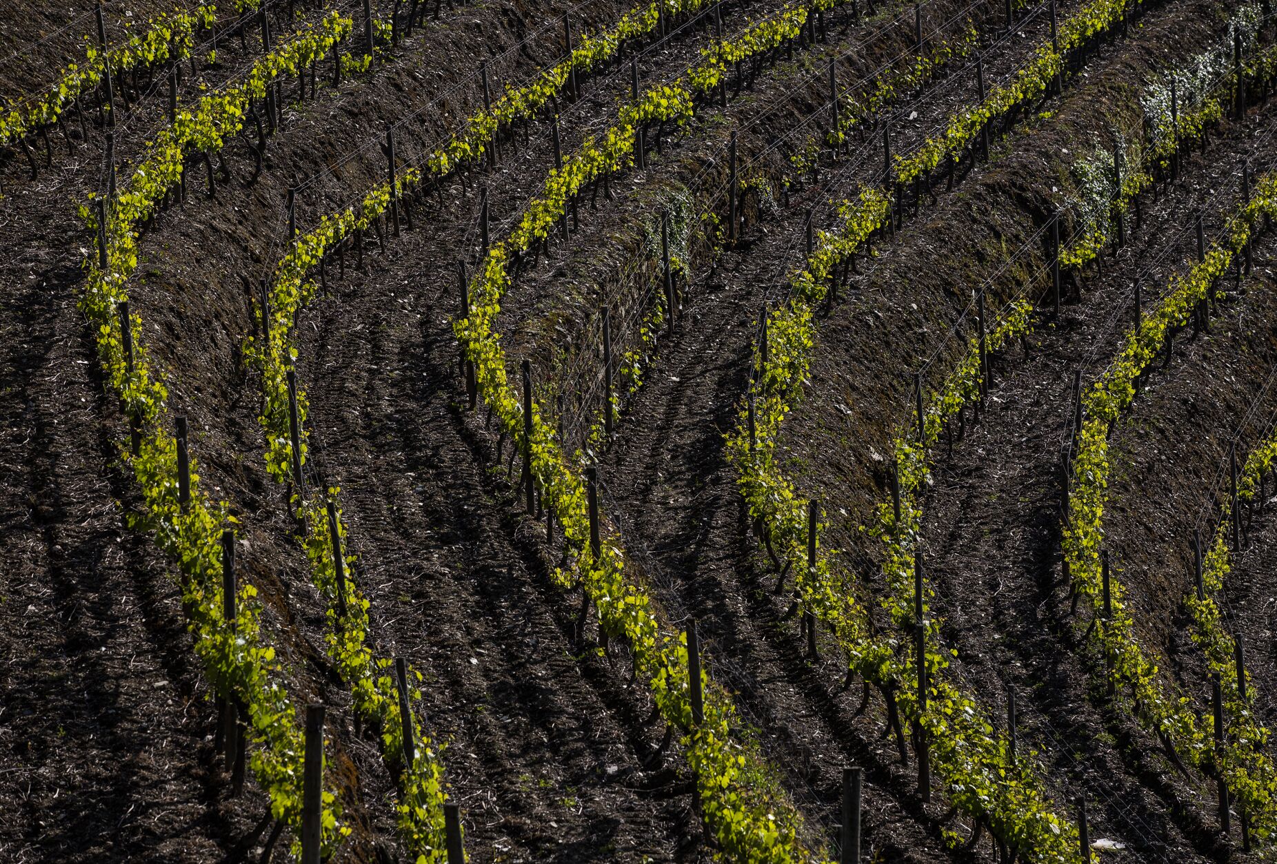 “Há gente desesperada, entalada com empréstimos.” Viticultores alertam Marcelo para a crise que se vive no Douro