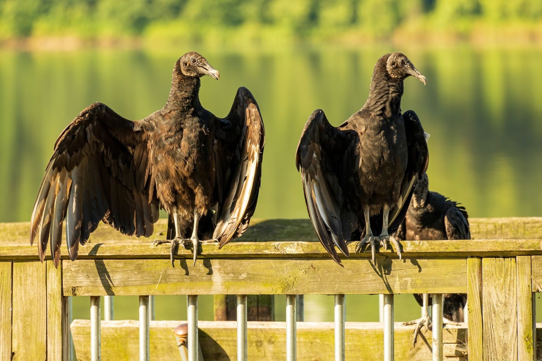 Nova colónia nidificante de abutres-pretos descoberta em herdade no Alentejo