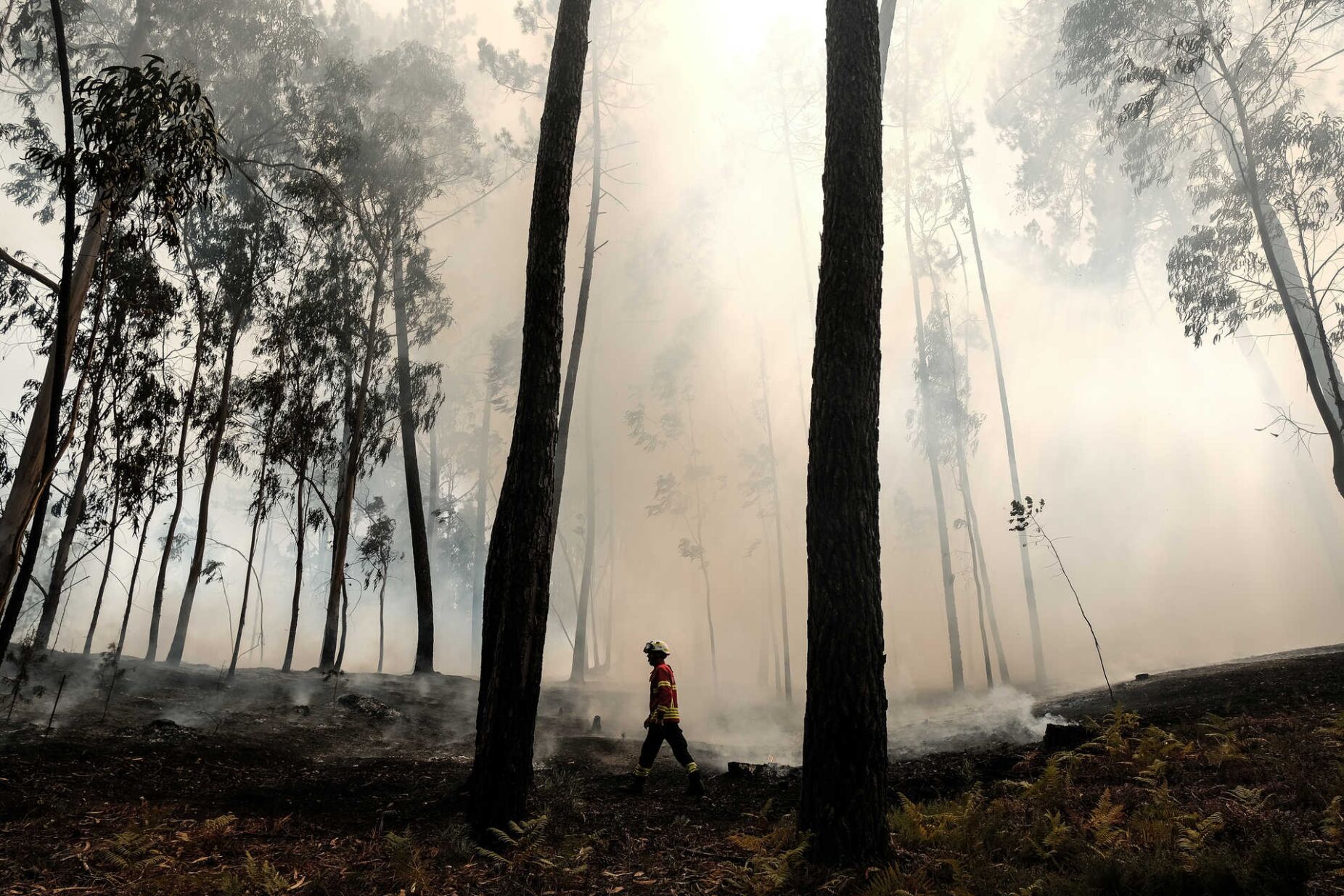 "Uma frente ativa." Incêndio em Pombal deverá ser dado como dominado antes da madrugada
