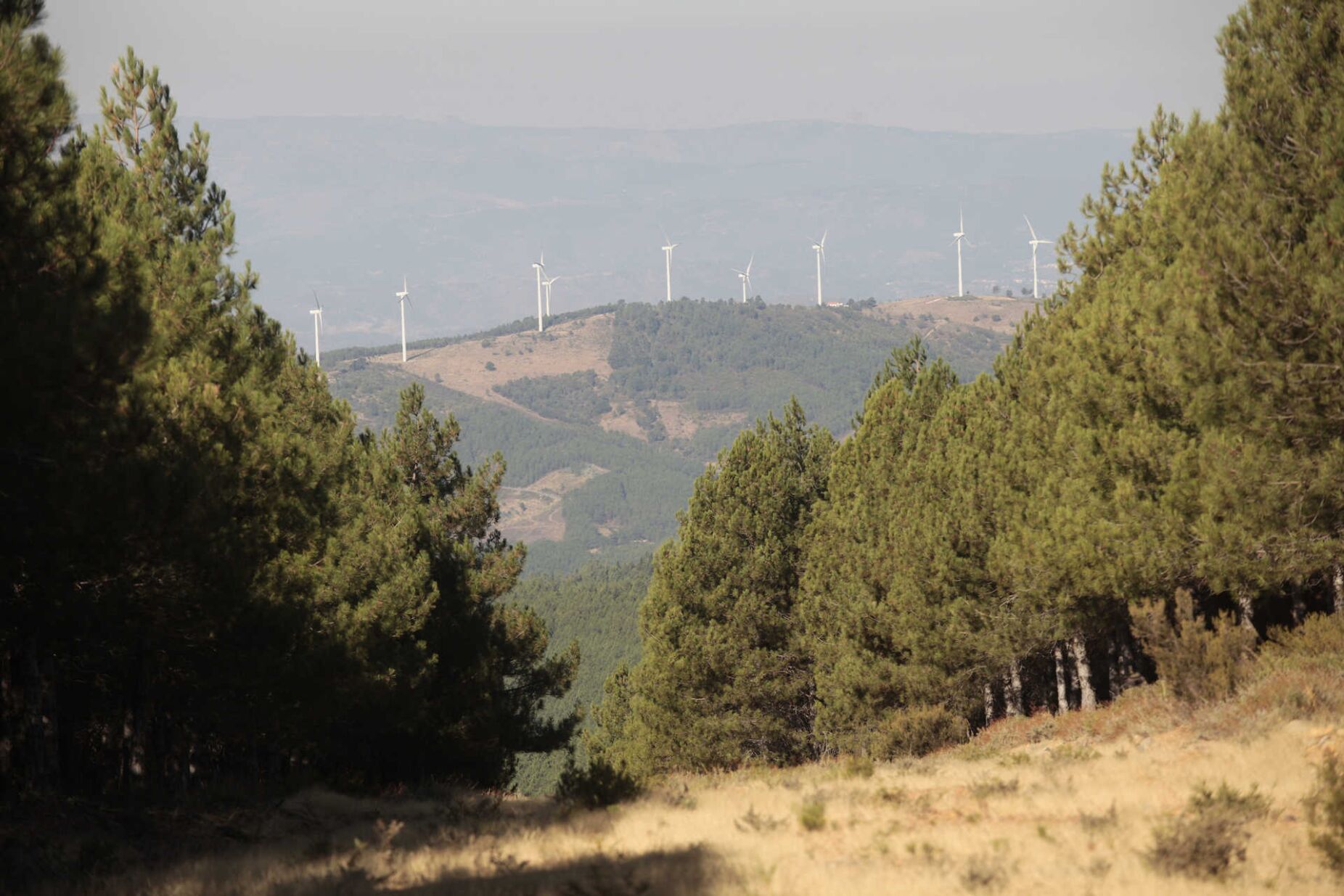 Linces vão voltar à Serra da Malcata