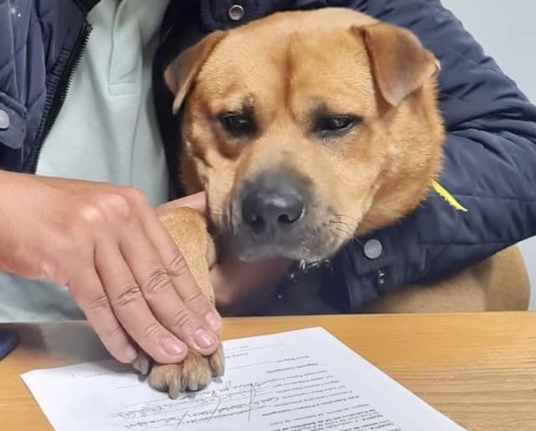Boris, o primeiro funcionário público canino, tem "mudado rotinas" na Junta de Freguesia de Baguim do Monte