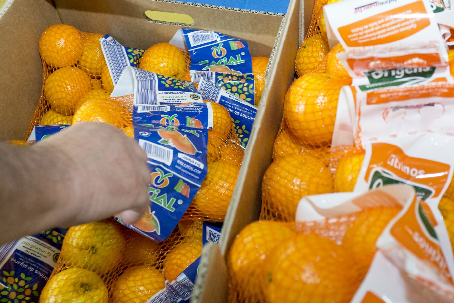 "Somos os grandes produtores de laranja." CCDR do Algarve pede apoio de cem milhões para agricultores