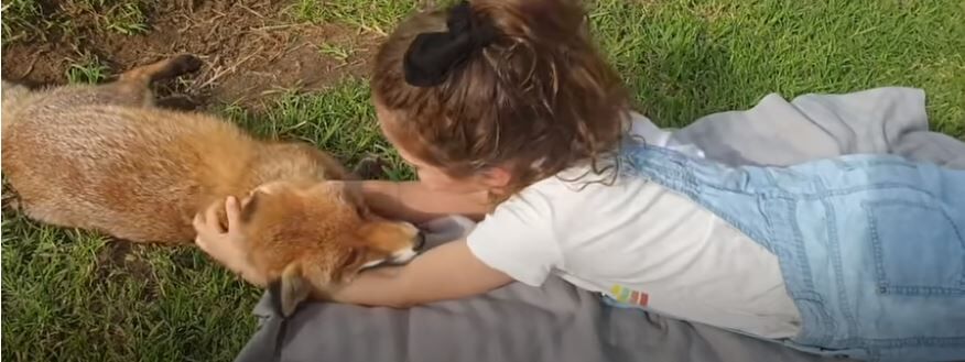 Menina cria liga&ccedil;&atilde;o com raposa resgatada (com v&iacute;deo)