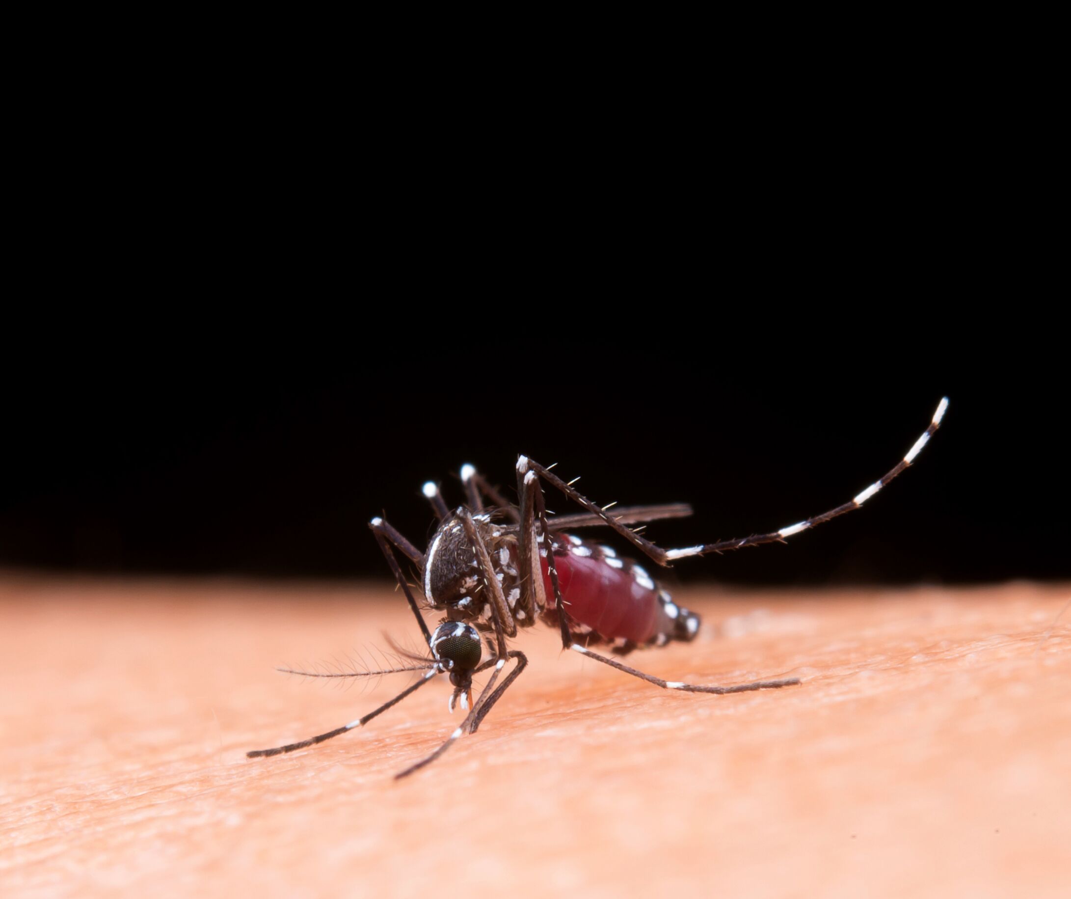 Esta pele falsa engana os mosquitos - para combater as doenças que disseminam