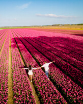 Holanda Florida: Entre Tulipas, Moinhos e Canais